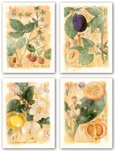 Citrus Aurantium-Rubus Jdaeus-Prunus Domestica-Cydonia Vulgaris Set by Thea Schrack 12