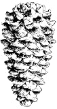 Pine cone rubber stamp WM 1.75x1"