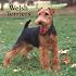 Welsh Terriers 2008 Square Wall Calendar