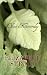 Olive Kitteridge (Readers Circle)