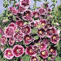 Hollyhock Creme de Cassis - 35 Seeds