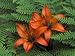 Wood Lilies in Ferns, Bruce Peninsula National Park, Canada Photographic Poster Print by Claudia Adams, 12x16