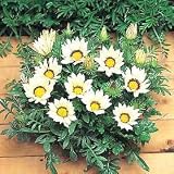 Amazon / Hirt's: Gazania Kiss White Hybrid 20 Seeds - Annual