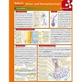 Lerntafel: Neuro- und Sinnesphysiologie im �berblick (Lerntafeln Biologie)