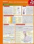 Lerntafel: Neuro- und Sinnesphysiologie im �berblick (Lerntafeln Biologie)