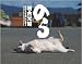 2011猫カレンダーのら