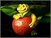 2nd Nature Frog Apple Of My Eye Paperweight