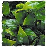 Zoo Med Laboratories SZMBU10 Natural Bushy Mexican Phyllo, Small