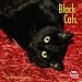Black Cats 2010 Wall Calendar