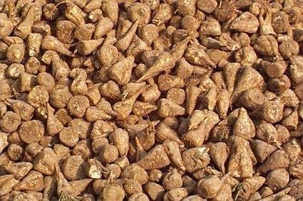 Premium Sugar Beets 500 Seeds for Deer Food Plots Excellent Product By Old Cobblers Farm