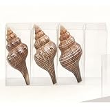 Shell Placecard Holders (set of 4) - Trumpet Shell