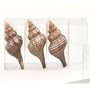 Shell Placecard Holders (set of 4) - Trumpet Shell