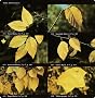 National Audubon Society Field Guide to North American Trees--E: Eastern Region (Eastern) National Audubon Society Field Guide to North American Trees--E: Eastern Region (Eastern)