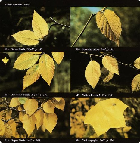 National Audubon Society Field Guide to North American Trees--E: Eastern Region (Eastern) under General in The Books Store