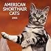 american_shorthair4american shorthair - American Shorthair Cats 2005 Wall Calendar