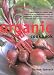 Organic Cookbook