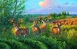 Reunion 1000pc Jigsaw Puzzle by Wild Wings