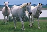 Melissa & Doug 0100 pc White Stallions Cardboard Jigsaw