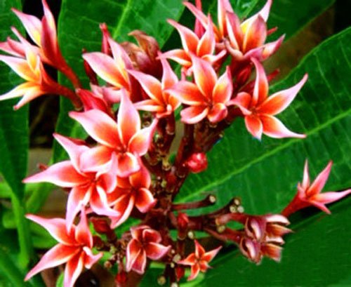 10 Fresh Seeds Plumeria Agave Rare Real Star www 10 Fresh Seeds Plumeria Agave Rare Real Star www