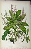 COMMON SORREL SPURGE LAUREL MOUNTAIN c1880 ANNE PRATT