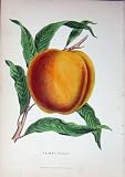 1885 Gardening Fruit Salway Peach Colour Print Nature