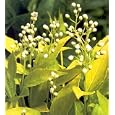 Chardonnay Pearls Deutzia - Crisp Lime-Yellow Foliage