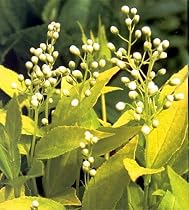 Chardonnay Pearls Deutzia