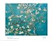 Almond Blossom by Vincent van Gogh. Art Print Poster 27.5 inches width by 21.5 inches height. Highest Quality Art Poster Print