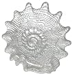 Clear Glass Conch Shell Medium Dish 12" D