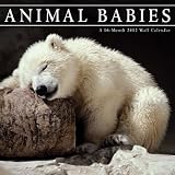 (12x12) Animal Babies 16-Month 2012 Wall Calendar