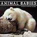 Animal Babies 16-Month 2012 Wall Calendar - 12x12