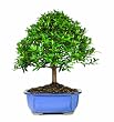 Brussel's Dwarf Eugenia Bonsai