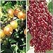 Gooseberry-Currant Collection