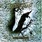 Top 10 f�r waldige (Black)-Metal Liebhaber