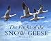 The Flight of the Snow Geese