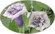 Double Lavender Angels Trumpet 6 Seeds Datura
