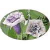 Double Lavender Angels Trumpet 6 Seeds Datura