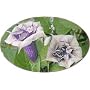 Double Lavender Angels Trumpet 6 Seeds Datura