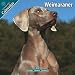 Weimaraner 2010 Wall Calendar 12" X 12"