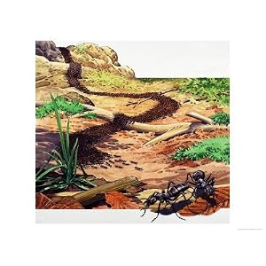 Army Ants