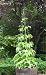 GARDEN MAYPOLE