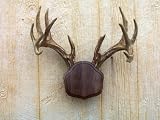 Black Walnut "The Deer Stand" Antler Mount
