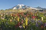 Wildflowers in Mount Rainier National Park - Washington, Mt Rainier National Park, Washington State, Usa - 36"W x 24"H - Peel and Stick Wall Decal by Wallmonkeys