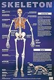 Skeleton (Laminated Posters)