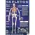 Skeleton (Laminated posters)
