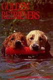 Cal 99 Golden Retrievers Calendar