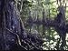 Giant Pterocarpus Trees, Their Twisted Roots Rising from the Water Photographic Poster Print by John Dominis, 16x12