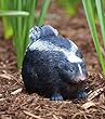 Medium portly, skunk