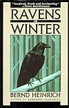 Ravens in Winter
