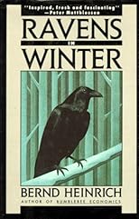 Ravens in Winter